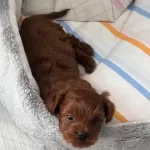 Poodle Formunda Kıvırcık Maltipoo