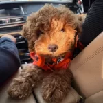 3 5 Aylık Sekerleme Kıvamında Poodle