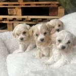 Yasam Alanınıza Nese Katacak Kore Maltipoo Yavruları