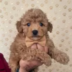 Premium Poodle Yavrular