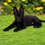 Fci A Secereli Egm Malinois Yavrular
