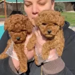 Kızıl Kahve Red Brown Poodle Yavrular