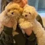 Evcil Yasama Uyumlu Tuy Dokmeyen Safkan Maltipoo Yavruları