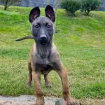 Efsane Belcika Kurdu Malinois Yavruları