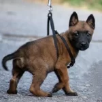 Erkek Disi Belcika Malinois Yavrular