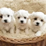 Bembeyaz Bulutlar Maltese Terier Yavrular