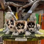 Husky Sibirya Kurdu Yavrularımız