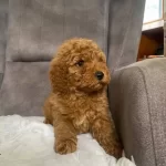 Poodle Tuy Yapisinda Maltipoo Oglum
