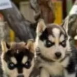 Irk Ve Sağlık Garantili Husky Yavrular