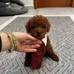 Ev Konforunda Yetismis Kıvırcıklar Poodle Bebekler