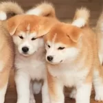 A Klas Akita Bebeklerimiz