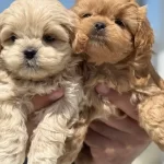 Show Kalite Kore Kan Maltipoo Yavrularımız