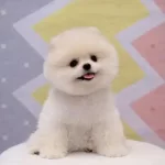 Orjinal Pomeranian Boo