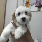 Maltese Terrier Yavrumuz