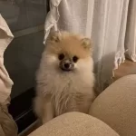 Teacup Pomeranian Disi 2 Kg 400 Gr