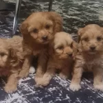 Teslime Hazır Minyatur Poodle