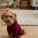 Maltipoo 5 Aylık Yavrumuz