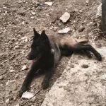 5 Aylık Siyah Maskeli Disi Belcika Kurdu Malinois