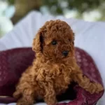 Fistik Toy Poodle bebeğimiz