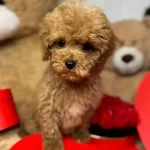 Kilo Garantili Maltipoo Bebegimiz