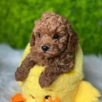 Tatlilik Abidesi Toy Poodle bebeğimiz