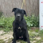 Eğitimli Genc Cane Corso