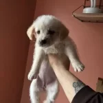 Maltese Terrier 2 Aylik Disi Bebek