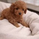 Sevgi Dolu Bir Minik Poodle