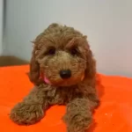 Yogun Kızıl Dalgalı Poodle