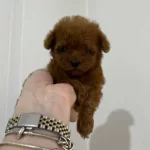 Koyu Kızıl Teacup Poodle