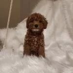 Goz Kamaştıran kardeşler Poodle