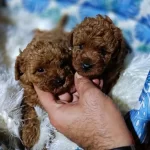 Anne Altından Kore Toy Poodle Teacup Bebişler