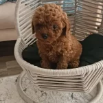 Koyu Kızıl Poodle Yavrumuz