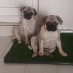 3 Aylık Gul Kuyruk Disiler