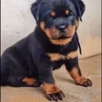 A Kalite Rottweiler Bebekler