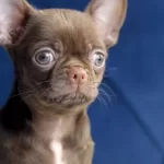 Cikolata Renk Egzotik Elma Kafa Teacup Chihuahua Yavrusu