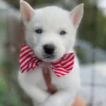 Mavi Gozlu Beyaz Husky Yavruları