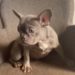 Ev Ortamında Buyuyen Karizmatik French Bulldog Yavruları