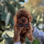 A Kalite Kg Garantili Toy Poodle Bebekler Hazır