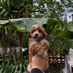 F1 Maltipoo Bebeklerimiz Numara Irk Ve Sağlık Garantili