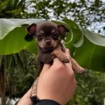 Teacup Kahverengi Cikolata Elma Kafa Chihuahua