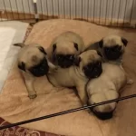 Bebek yüzlü Pug Mops Bebeklerimiz Hazır