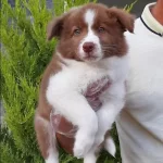 Cekmekoy De Karakteri Saglam Border Collie Akıllı Bıcırıklar