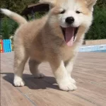 Maske Suratlı Japon Akita Inu Yavruları Istanbul