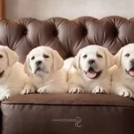 Evde Bakıma Uygun Cekmekoy Labradorları