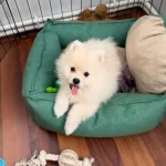 3 Aylık Sevimli Yavrumuz