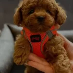 Magazamızdan Kıvırcık Kurklu Orjinal Poodle Bebekler