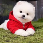 Magazamızdan Ayı Surat Pomeranian Boo Yavrular Sizlerle