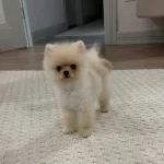 Acil Kalıcı Yuva Aranıyor Mikro Yumak