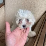 2 Aylık Orjinal Erkek Terrier